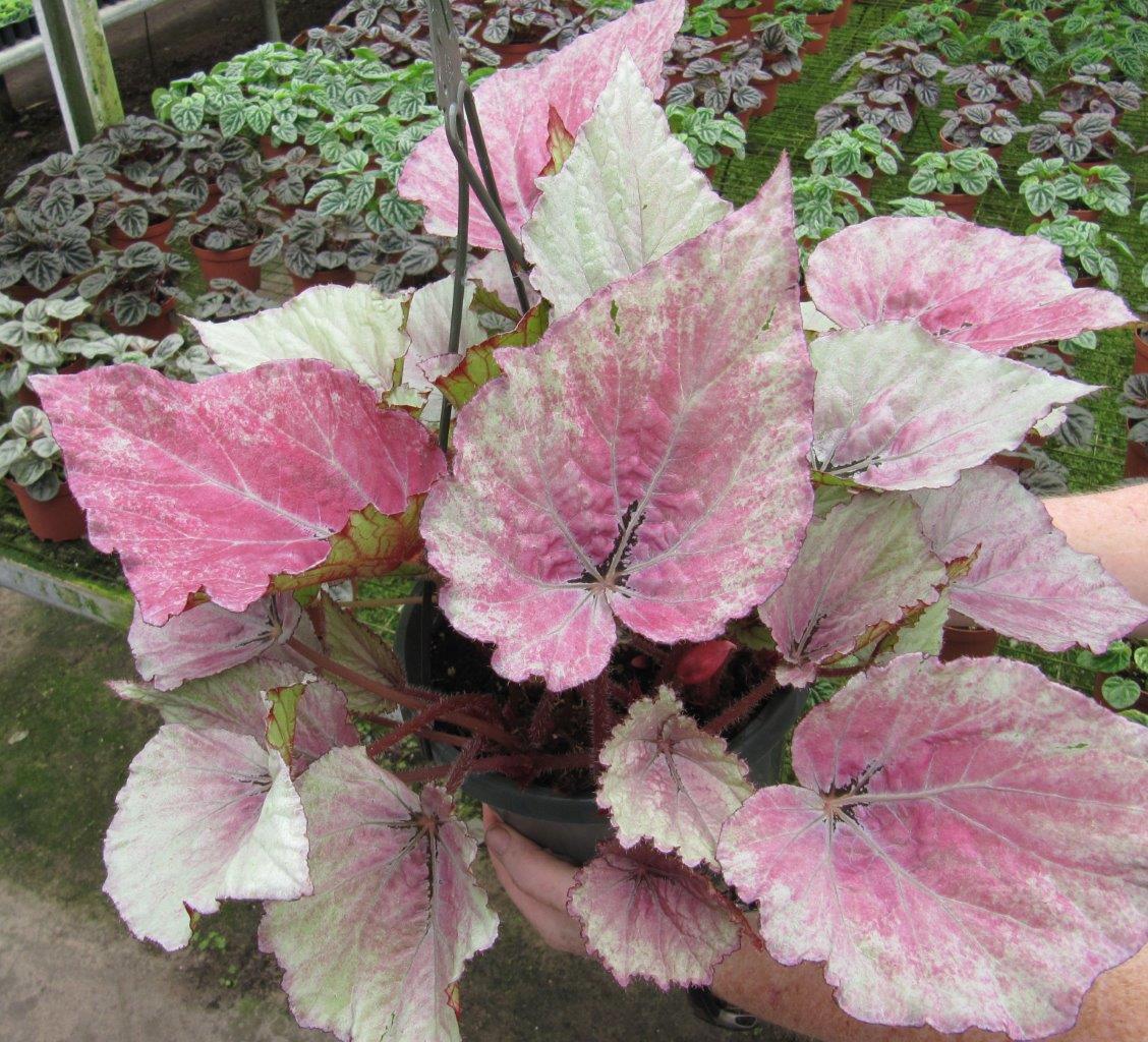 B. ‘Harmony’s Pink Satin’